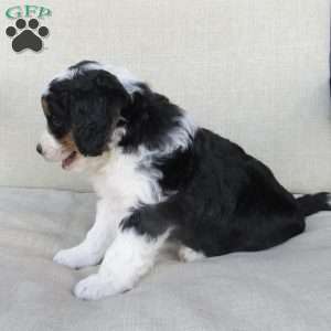 Hazel, Mini Bernedoodle Puppy