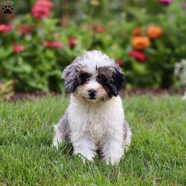 Lily, Cavapoo Puppy
