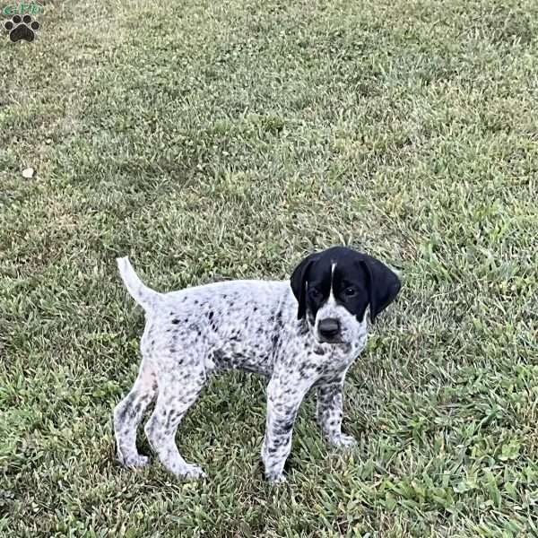 Bristol, German Shorthaired Pointer Puppy