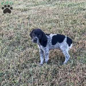Lincoln, German Shorthaired Pointer Puppy