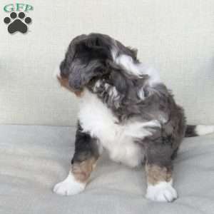 Samson, Mini Bernedoodle Puppy