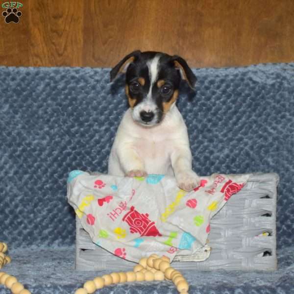 Abby, Jack Russell Terrier Puppy