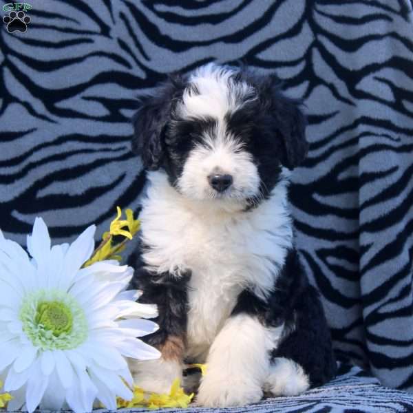 Abby, Mini Aussiedoodle Puppy