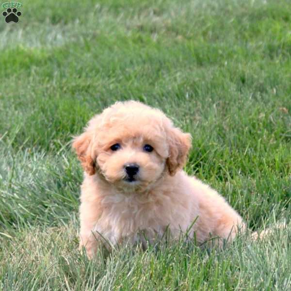 Abby, Bich-Poo Puppy