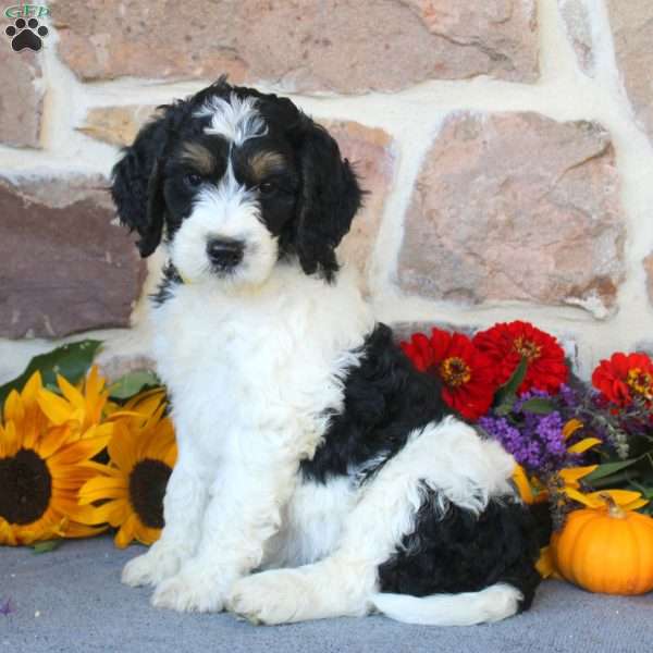 Abby, Springerdoodle Puppy