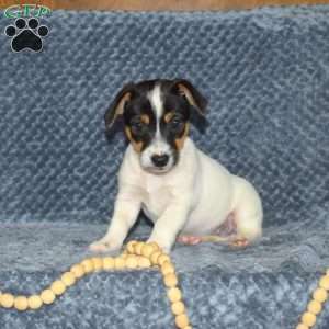 Abby, Jack Russell Terrier Puppy