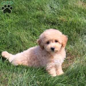 Abby, Bich-Poo Puppy
