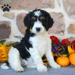 Abby, Springerdoodle Puppy