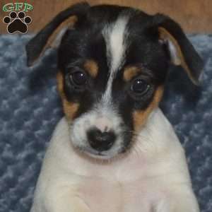 Abby, Jack Russell Terrier Puppy