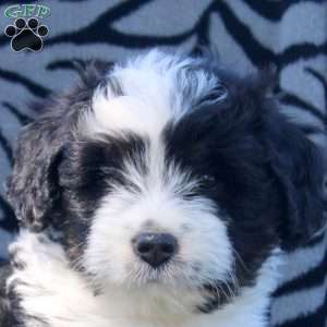 Abby, Mini Aussiedoodle Puppy