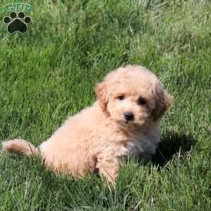 Abby, Bich-Poo Puppy