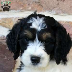 Abby, Springerdoodle Puppy