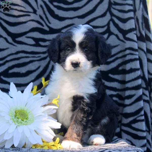 Abe, Mini Aussiedoodle Puppy