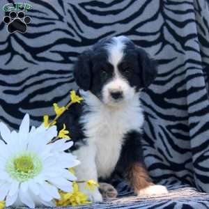 Abe, Mini Aussiedoodle Puppy