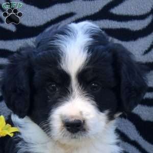 Abe, Mini Aussiedoodle Puppy