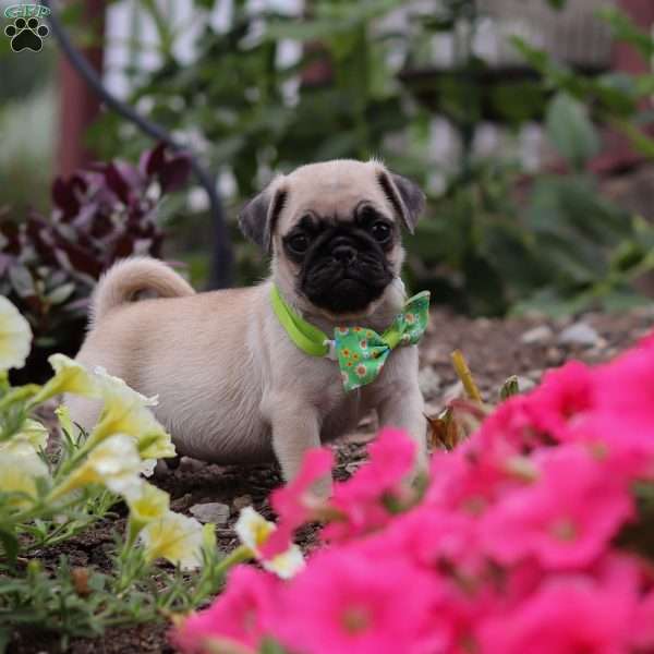 Ace, Pug Puppy
