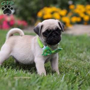 Ace, Pug Puppy