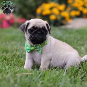 Ace, Pug Puppy