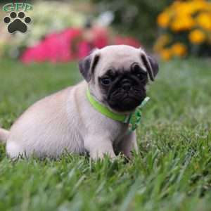 Ace, Pug Puppy