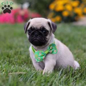 Ace, Pug Puppy