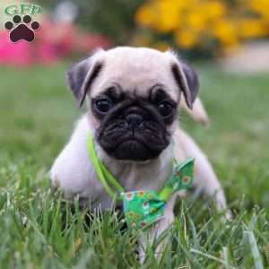 Ace, Pug Puppy