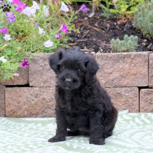 Ace, Miniature Poodle Mix Puppy