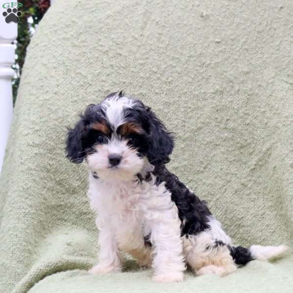 Ace, Cavapoo Puppy