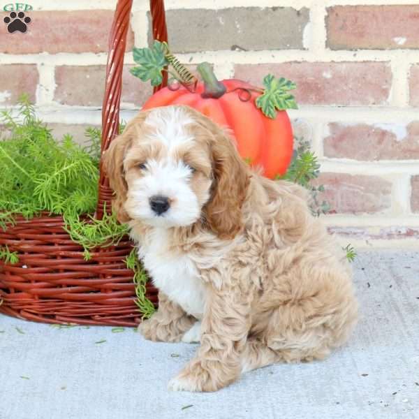 Ace, Cockapoo Puppy