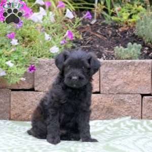 Ace, Miniature Poodle Mix Puppy