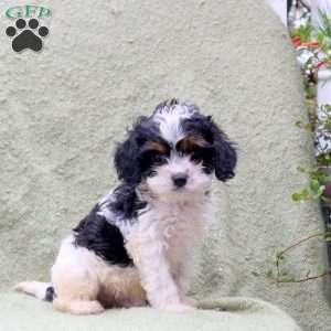 Ace, Cavapoo Puppy