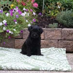 Ace, Miniature Poodle Mix Puppy