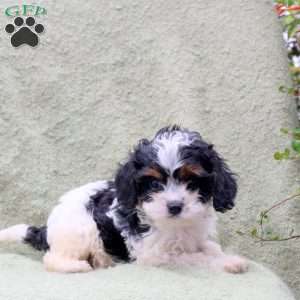 Ace, Cavapoo Puppy