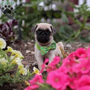 Ace, Pug Puppy