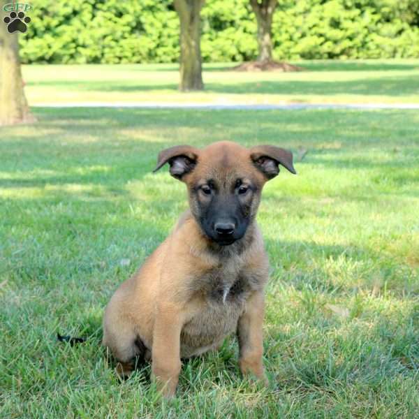 Achilles, Belgian Malinois Puppy