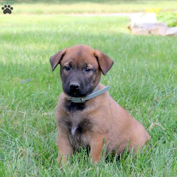 Achilles, Belgian Malinois Puppy