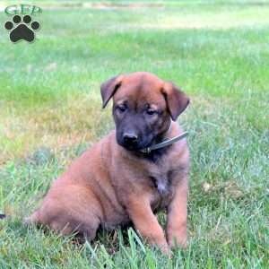 Achilles, Belgian Malinois Puppy