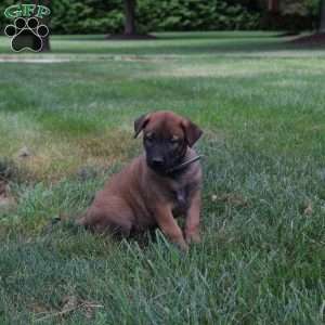 Achilles, Belgian Malinois Puppy