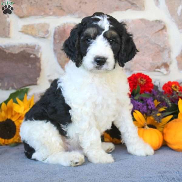 Adam, Springerdoodle Puppy