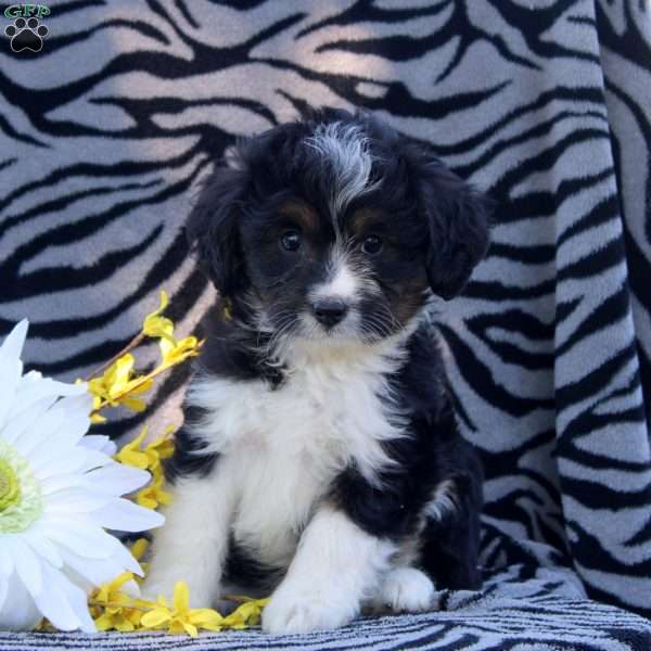 Adam, Mini Aussiedoodle Puppy