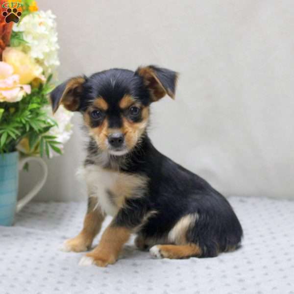 Adam, Yorkie Russell Puppy