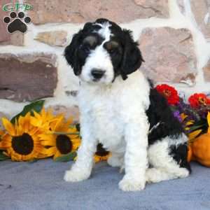 Adam, Springerdoodle Puppy