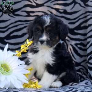 Adam, Mini Aussiedoodle Puppy
