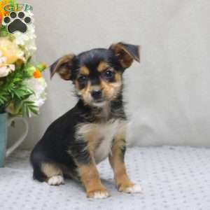 Adam, Yorkie Russell Puppy