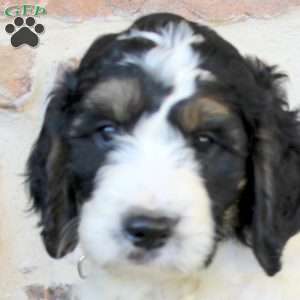Adam, Springerdoodle Puppy