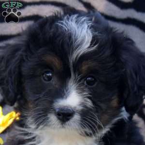 Adam, Mini Aussiedoodle Puppy