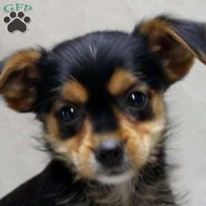 Adam, Yorkie Russell Puppy