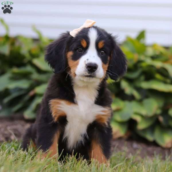 Addie, Bernese Mountain Dog Puppy