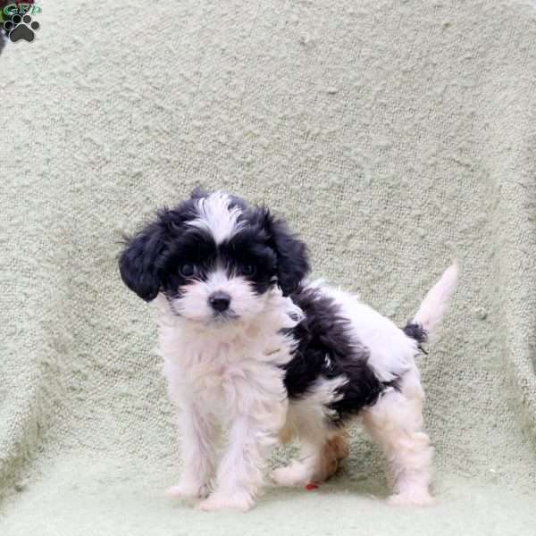 Addie, Cavapoo Puppy