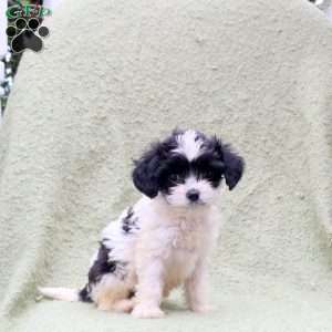 Addie, Cavapoo Puppy