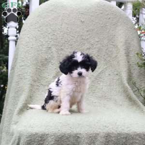 Addie, Cavapoo Puppy